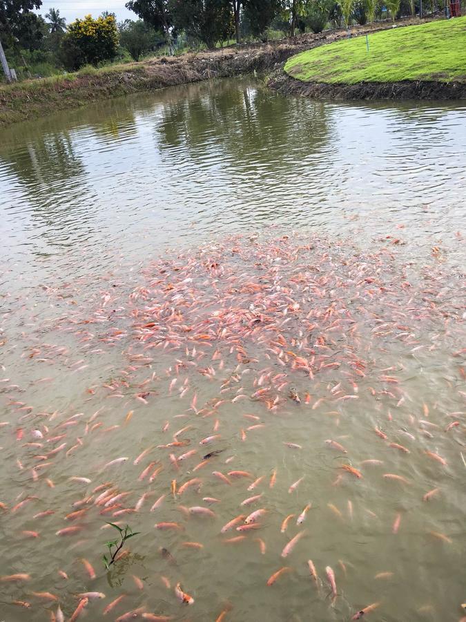 Menam Resort Nakhon Pathom Dış mekan fotoğraf
